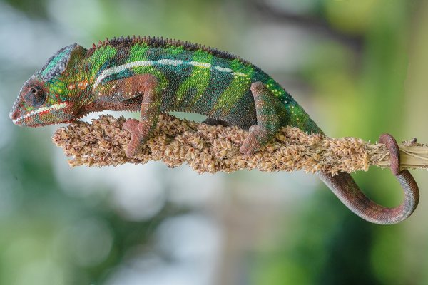 How to Choose the Right Plants for an Allergy-Suffering Household?