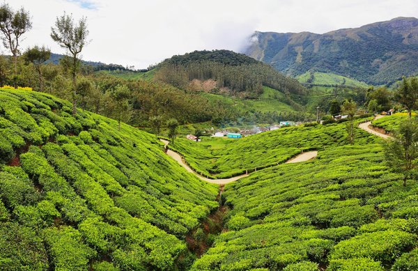 How Can You Set Up a Sophisticated Tea Brewing Station in a Compact Kitchen?