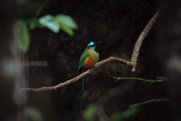 How to Properly Trim the Feathers of a Flighted Parrot to Ensure Their Safety?